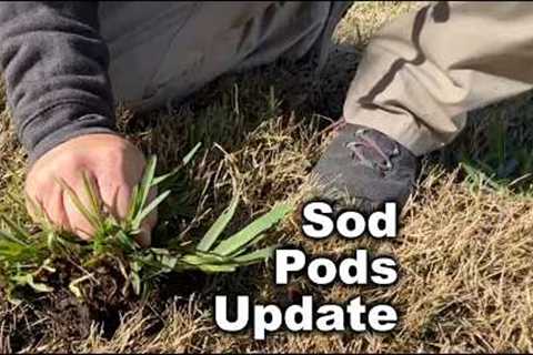 Florida Winter Fert - Sod Pods UPDATE