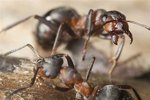 Domestic Pest Control San Marino Bay Estates FL - 24 Hour Exterminators