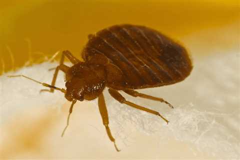 Domestic Pest Control Indian Spring Estates Florida - 24 Hr Exterminator