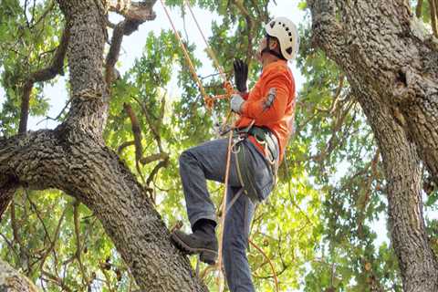 Eco-Friendly Practices and Products Used by St. Louis Arborist Services