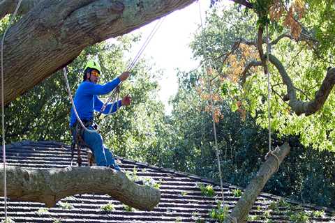 Tree Care Services in Garland, Texas: Are Free Estimates Offered?