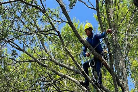 St. Louis Arborist Services: What to Do in a Tree Emergency After Business Hours