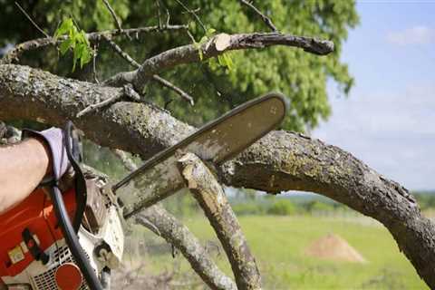 Ensuring Proper Licensing and Insurance for Tree Care Services in Garland, Texas