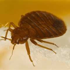 Pest Control Companies Culbreath Isles  - 24 Hr Residential Exterminators