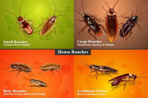 How Long Do Roaches Last In A House?