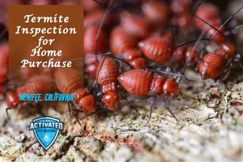 How often should you schedule termite treatment?