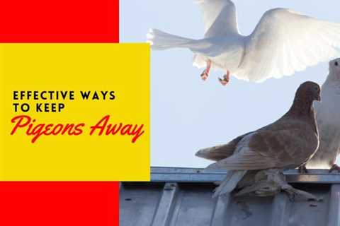Thornhill Pest Removal: 4 Effective Ways to Keep Pigeons Away From Your Business