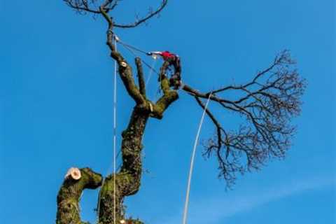 Tree Surgeon Location