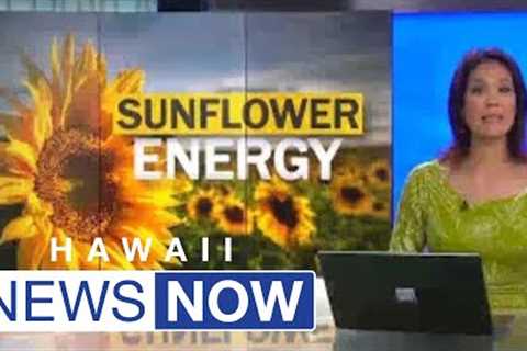 Innovative sunflower farm offers new hope for Hawaii energy and food security