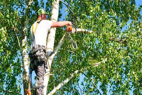 The Benefits of Pruning and Trimming in Seasonal Tree Care