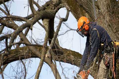 The Importance of Qualifications and Certifications in Choosing a Seasonal Tree Care Service..