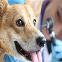 The Importance of Animal Hospitals in Augusta, GA: Emergency Care for Your Furry Friends