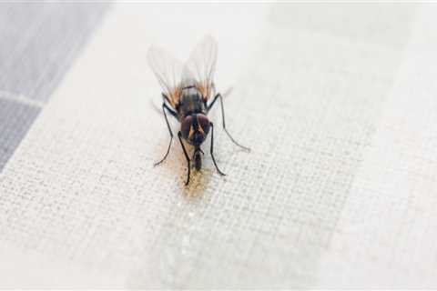 Can pest control get rid of flies?