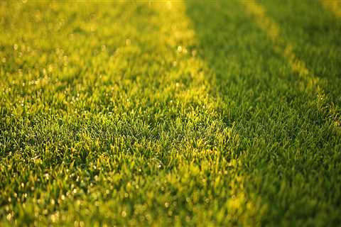 Creating An Oasis In Northern Virginia: The Benefits Of Combining Lawn Care Services With A..