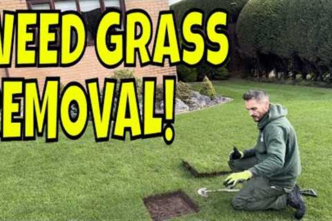 If You Do This Lawn Trick Now, it Will Pay You Back In Spring