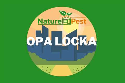 Opa Locka Pest Control | NaturePest Holistic Local Pest Control