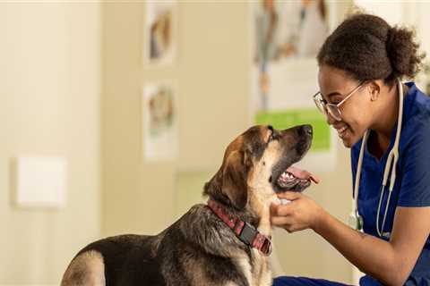 The Benefits of Having an On-Site Pharmacy for Pet Medications at an Animal Hospital in Augusta, GA