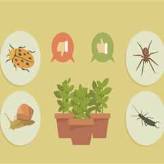 How do you control pests safely?