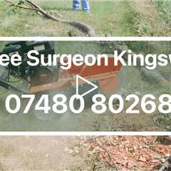 Tree Surgeon Kingswood Emergency Tree Removal Stump Grinding Stump Removal & Tree Felling Services