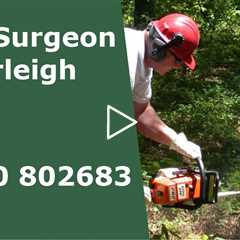 Tree Surgeon Farleigh Tree Trimming Removal Services Stump And Root Removal Near Me