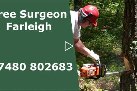 Tree Surgeon Farleigh Tree Trimming Removal Services Stump And Root Removal Near Me