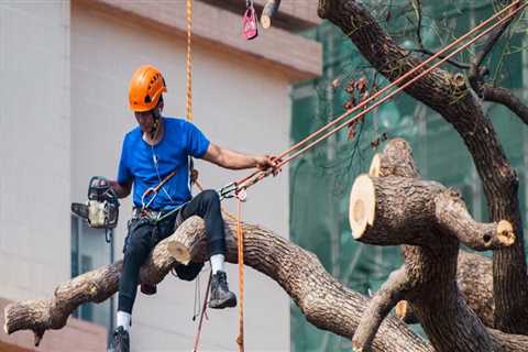 Seasonal Tree Care Tips: How Tree Service Cutting In Bethany, OK Can Keep Your Trees Healthy