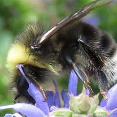 New Study Shows 57% Decline In Western Bumble Bee—And Why