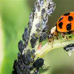 Why is natural pest control better?