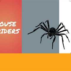 Burlington Pest Control: 4 Things You Should Know About the House Spider