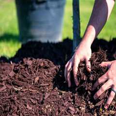 From Eyesore To Oasis: How Mulch Services And Stump Grinding Can Revitalize Your Northern Virginia..