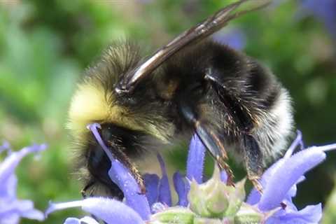 New Study Shows 57% Decline In Western Bumble Bee—And Why