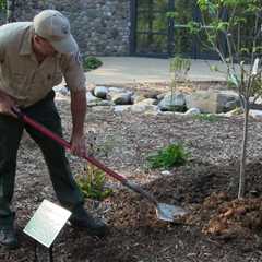 Roots of Vitality: Mastering Tree Root Health through Expert Arboriculture Practices, Soil..