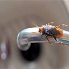 How toxic is pest control spray?