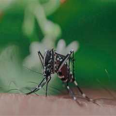 Combatting Common Indoor Pests: The Role Of Mosquito Control Services In Atlanta