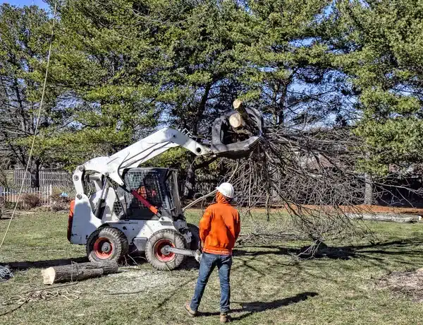 What is the Benefit of Hiring a Professional Tree Removal Service?
