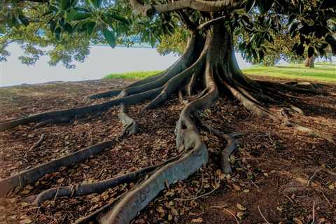 THE SCIENCE BEHIND HOW TREES IMPROVE SOIL STRUCTURE