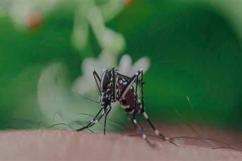 Combatting Common Indoor Pests: The Role Of Mosquito Control Services In Atlanta