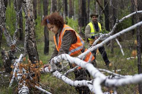 How Much Does Emergency Tree Removal Cost