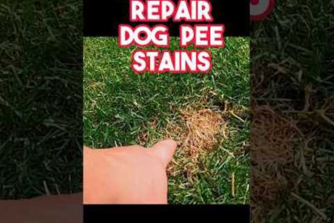 Fastest way to repair dog pee stains on any lawn