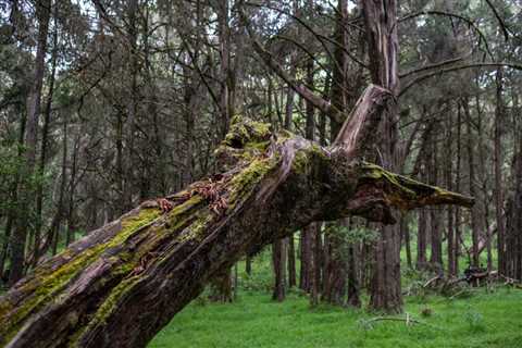 Who Is Responsible For Fallen Tree Removal?