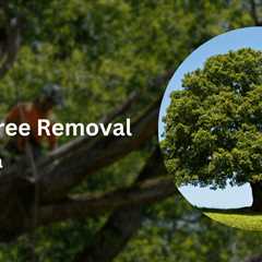 What to Plant After Tree Removal in Florida: A Comprehensive Guide