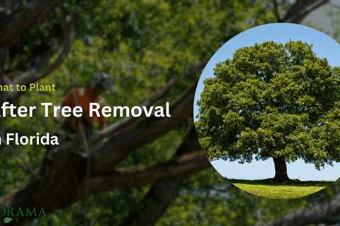 What to Plant After Tree Removal in Florida: A Comprehensive Guide