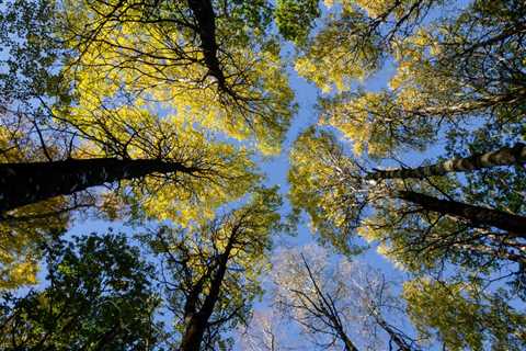 UNDERSTANDING THE DIFFERENT TYPES OF TREE DISEASES CAUSED BY FUNGI AND BACTERIA TOGETHER