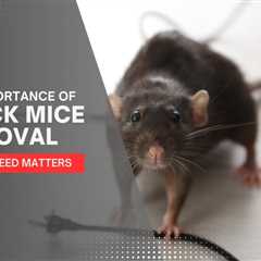 Why Speed Matters: The Importance of Quick Mice Removal in Toronto