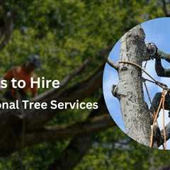 5 Essential Reasons to Hire Professional Tree Services for Your Home