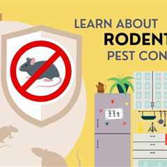 Why Rodents Love The Kitchen in Your Milton Home: Preventing Infestations Where You Eat