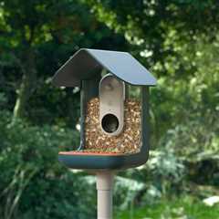 Bird Buddy Review: Smart Bird Feeder & Camera