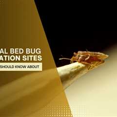 Unusual Bed Bug Infestation Sites Toronto Homeowners Should Know About