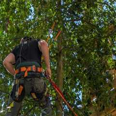 Top Benefits Of Hiring An Emergency Tree Service For Tree Pruning In Oregon City, OR