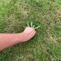 Crab grass season, how to control it